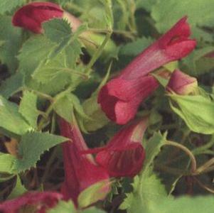 Asarina x hybrida 'Red Dragon'