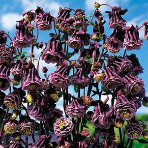 Aquilegia 'Double Pleat Blackberry™' Aquilegia 'Double Pleat Blackberry™'