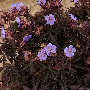 Geranium 'Dark Reiter' Geranium 'Dark Reiter'