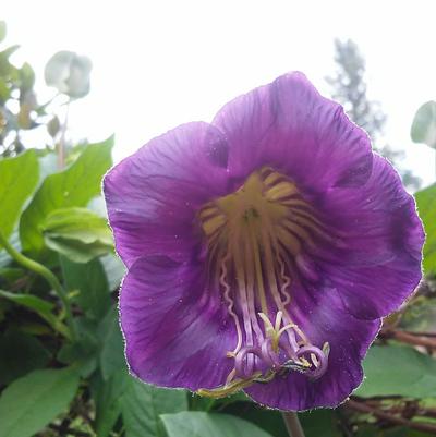 Cobaea scandens 'Cathedral Bells' Cobaea scandens 'Cathedral Bells'