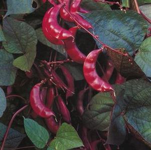 Dolichos lablab 'Ruby Moon' Dolichos lablab 'Ruby Moon'