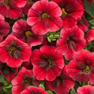 Calibrachoa 'Superbells® Pomegranate Punch' Calibrachoa 'Superbells® Pomegranate Punch'