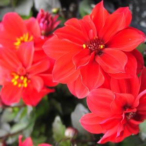 Dahlia 'Dreamy™ Passion' Dahlia 'Dreamy™ Passion'