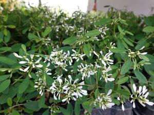 Euphorbia 'Star Dust Super Flash' Euphorbia 'Star Dust Super Flash'