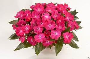 Impatiens 'Sun Harmony Pink' Impatiens 'Sun Harmony Pink'