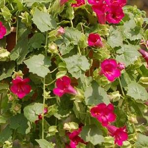 Lophospermum 'Lophos™ Compact Rose' Lophospermum 'Lophos™ Compact Rose'