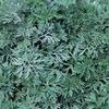 Artemesia  'Powis Castle'