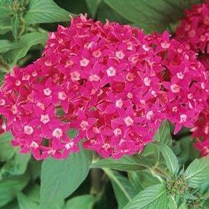 Pentas 'Butterfly Deep Rose' Pentas 'Butterfly Deep Rose'