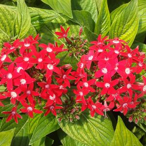 Pentas 'Butterfly Red' Pentas 'Butterfly Red'