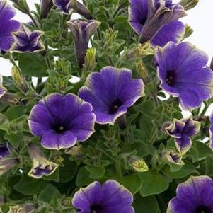 Petunia 'Moonlight Eclipse (Blue with Green Edge)' Petunia 'Moonlight Eclipse (Blue with Green Edge)'