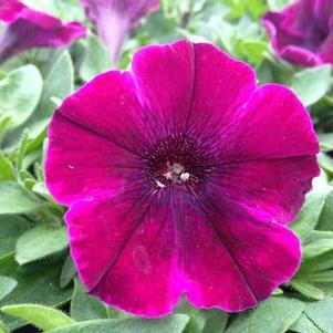 Petunia 'Sweetunia® Johnny Flame' Petunia 'Sweetunia® Johnny Flame'