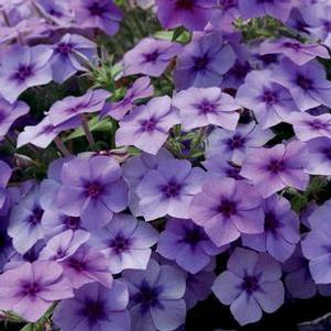 Phlox 'Intensia® Blueberry' Phlox 'Intensia® Blueberry'