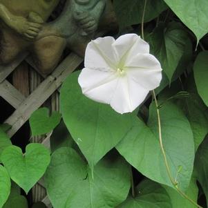Ipomoea noctiflora alba 'Moonflower' Ipomoea noctiflora alba 'Moonflower'