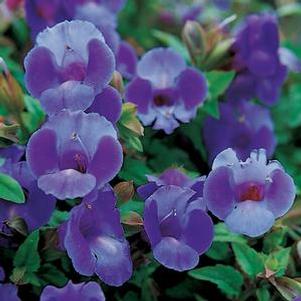 Torenia 'Summer Wave® Large Blue' Torenia 'Summer Wave® Large Blue'