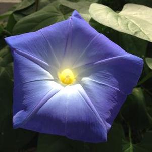 Ipomoea purpurea 'Heavenly blue' Ipomoea purpurea 'Heavenly blue'