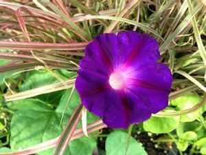 Ipomoea purpurea 'Kniola purple-black' Ipomoea purpurea 'Kniola purple-black'