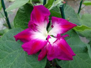 Ipomoea purpurea 'Sunrise Serenade'