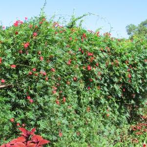 Ipomoea x multifida 'Cardinal Climber' Ipomoea x multifida 'Cardinal Climber'