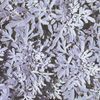 Artemesia stelleriana 'Silver Brocade'