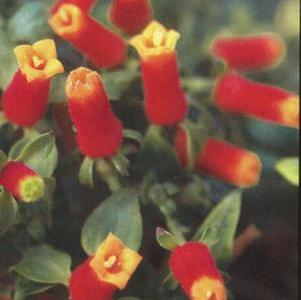 Manettia bicolor