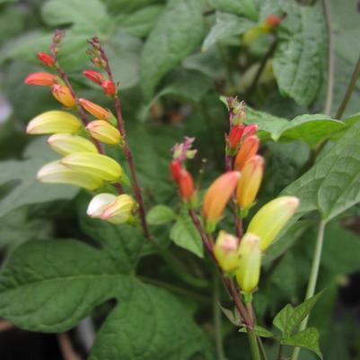 Mina lobata 'Firecracker' Mina lobata 'Firecracker'
