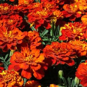 Marigold 'Alumia Red' Marigold 'Alumia Red'