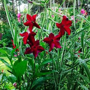 Nicotiana x sanderae 'Crimson Bedder' Nicotiana x sanderae 'Crimson Bedder'