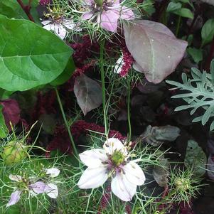 Nigella 'Mulberry Rose' Nigella 'Mulberry Rose'
