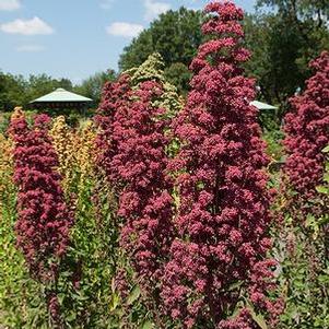 Quinoa 'Brightest Brilliant Rainbow' Quinoa 'Brightest Brilliant Rainbow'