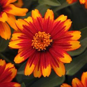 Zinnia marylandica 'Zahara Sunburst' Zinnia marylandica 'Zahara Sunburst'
