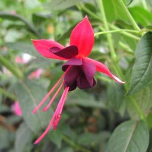 Fuchsia 'Lady Boothby' Fuchsia 'Lady Boothby'