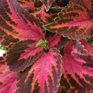 Coleus 'Colorblaze® Kingswood Torchlight' Coleus 'Colorblaze® Kingswood Torchlight'