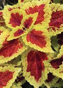 Coleus 'Stained Glassworks™ Raspberry Tart' Coleus 'Stained Glassworks™ Raspberry Tart'