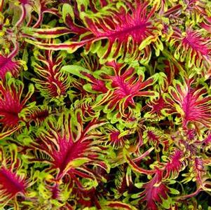 Coleus 'Under the Sea Bone Fish' Coleus 'Under the Sea Bone Fish'