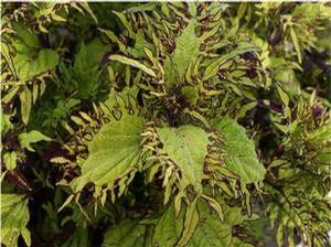 Coleus 'Under the Sea Gold Anemone' Coleus 'Under the Sea Gold Anemone'