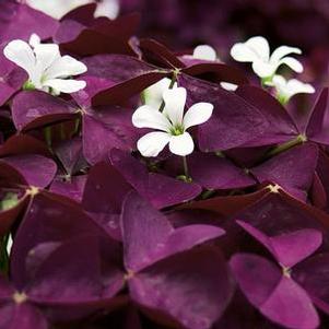 Oxalis vulcanicola 'Charmed Wine®' Oxalis vulcanicola 'Charmed Wine®'