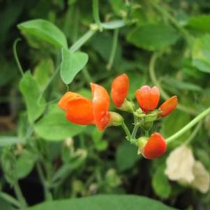 Phaseolus coccineus 'Scarlet Emperor' Phaseolus coccineus 'Scarlet Emperor'