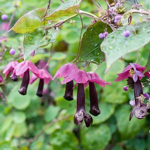 Rhodochiton astrosanguineum 'Purple Bell Vine' Rhodochiton astrosanguineum 'Purple Bell Vine'