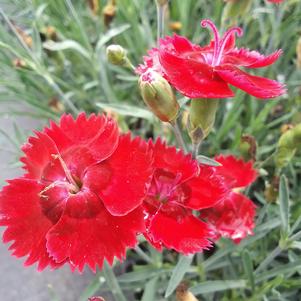 Dianthus 'Fire Star' Dianthus 'Fire Star'