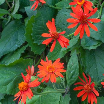 Senecio confusus 'Mexican Flame Vine' Senecio confusus 'Mexican Flame Vine'