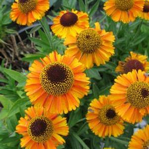 Helenium 'Short 'n' Sassy' Helenium 'Short 'n' Sassy'
