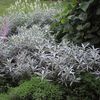 Artemisia ludoviciana 'Valerie Finnis'