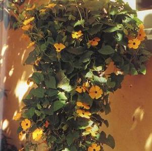 Thunbergia alata 'Superstar Orange'
