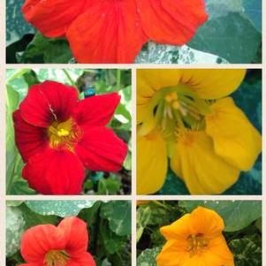 Tropaeolum majus 'Jewel of Africa' Tropaeolum majus 'Jewel of Africa'