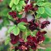 Akebia quinata