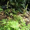 Aruncus aethusifolius