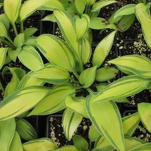 Hosta 'June' Hosta 'June'