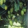 Humulus lupulus 'Nuggett'