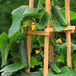 Cucumber 'Patio Snacker' Cucumber 'Patio Snacker'