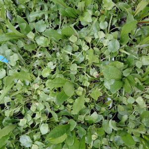 Forager's Mix 'Cool Season' Forager's Mix 'Cool Season'